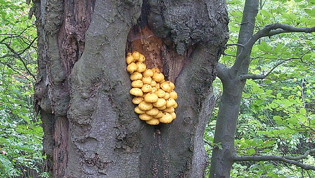 Bild: Pilze im Wald