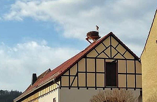Bild: Erster Storch in Seehausen