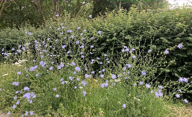 Bild: Blumenwiese in Nordhausen 