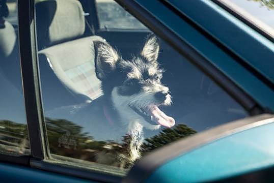 Bild: Keinesfalls sollten Tierhalter ihre Gef&auml;hrten bei Hitze im Auto zur&uuml;cklassen. Schon nach k&uuml;rzester Zeit kann ein lebensgef&auml;hrlicher Kreislaufkollaps drohen. 