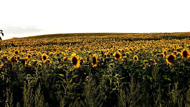Bild: Sonnenblumenfeld