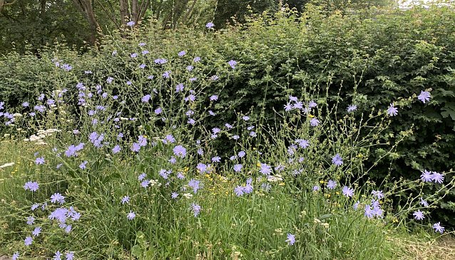 Bild: Blumenwiese