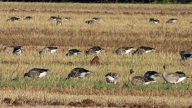 Bild: Wildg&auml;nse am Stausee Kelbra