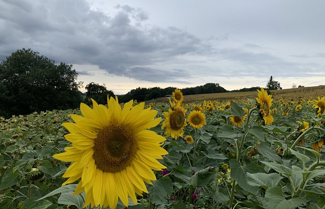 Bild: Sonnenblumenfeld in Nordth&uuml;ringen