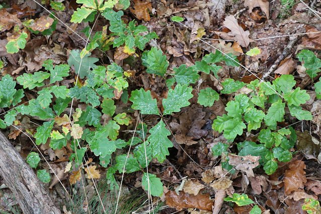Bild: Heimische Eichen