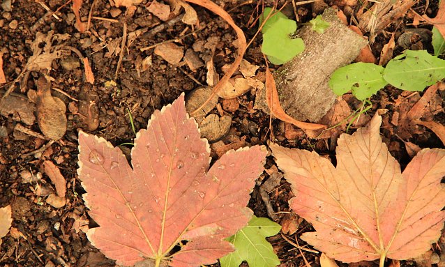 Bild: Herbstlaub