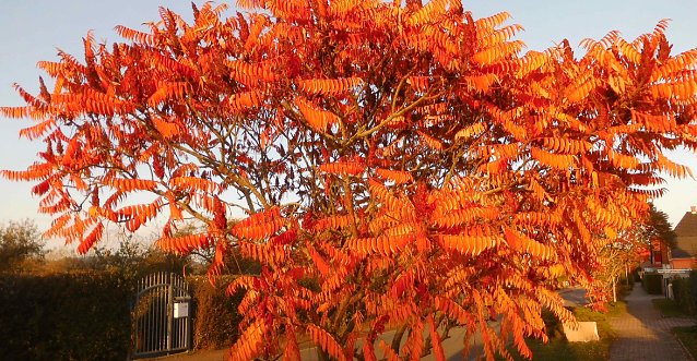 Bild: Herbstf&auml;rbung