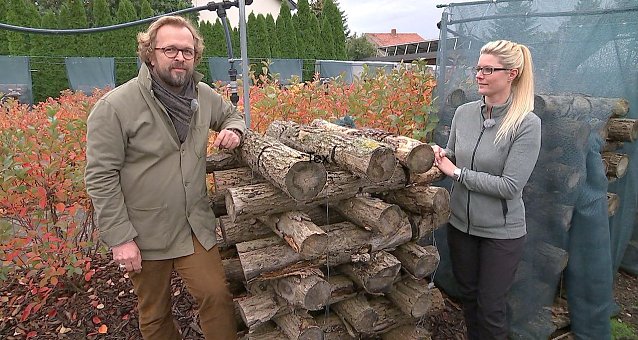 Bild: Pilzanbau im heimischen Garten