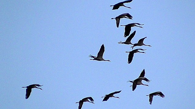 Bild: Die V&ouml;gel des Gl&uuml;cks sind wieder a