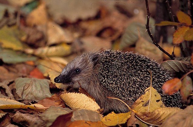 Bild: Igel im Laub