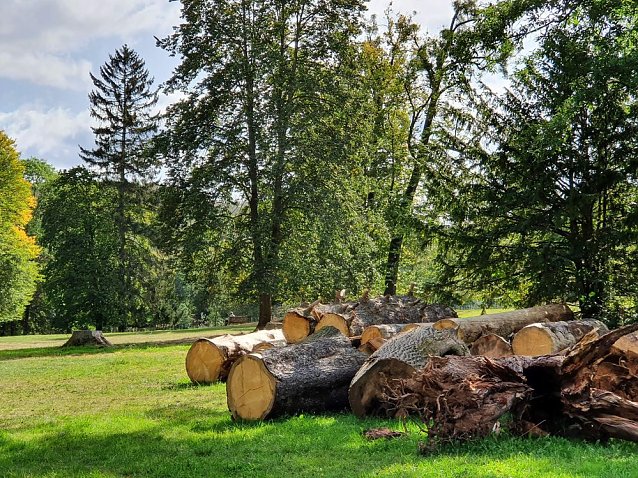 Bild: Baumverluste durch Trockenheit in historischen G&auml;rten