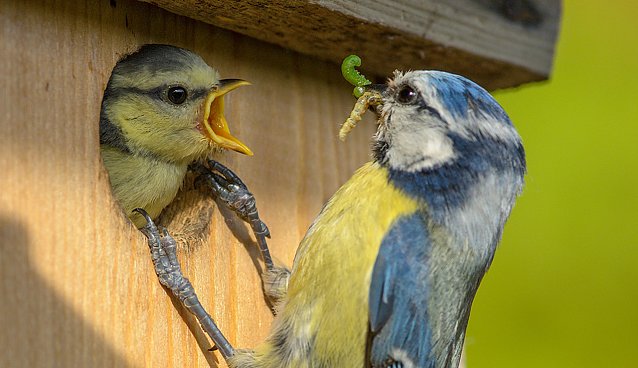 Bild: Blaumeisen am Nistkasten