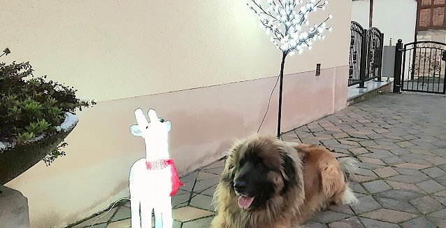 Bild: Unsere Gabby die ihrem Freund Gesellschaft leistet. 