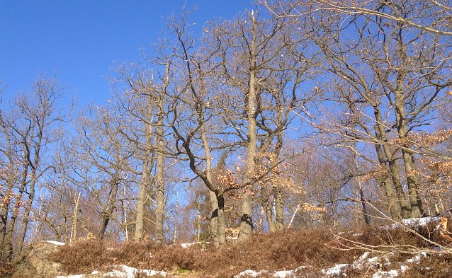 Bild: Winterlich im Harz