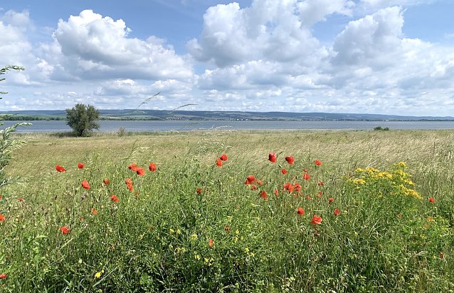 Bild: Der Fr&uuml;hling h&auml;mmert dieses Wochenende an die Wettert&uuml;r