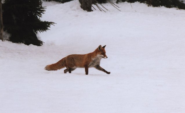 Bild: Rotfuchs im Winter