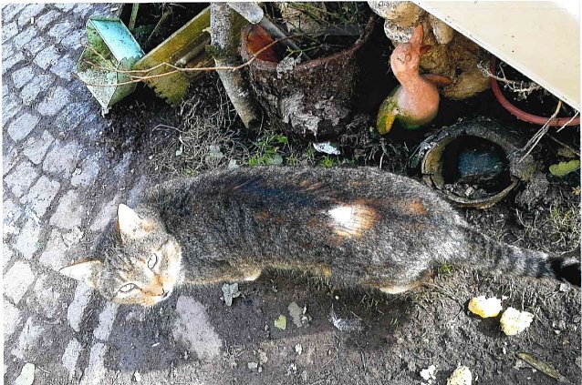 Bild: Angeschossene Katze