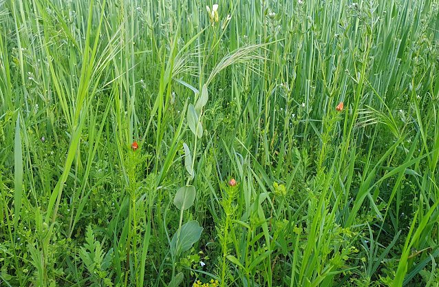 Bild: Bildunterschrift (Bild 1): Zwei Rarit&auml;ten am Ackerrand: Ein Exemplar Acker-Kohl (Conringia orientalis, wei&szlig;bl&uuml;hend) und Sommer-Adonisr&ouml;schen (Adonis aestivalis, rote Knospe).