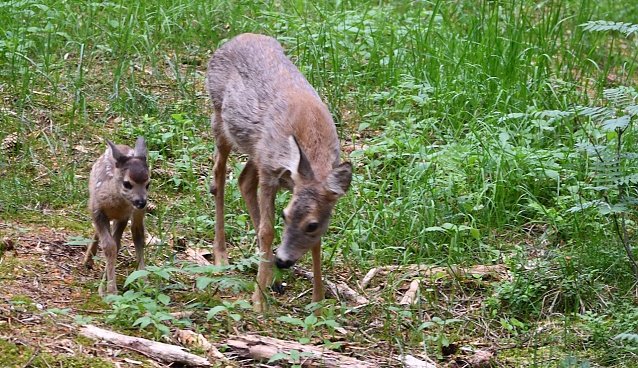 Bild: Um ihren Schutz geht es: Ricke mit Kitz. Letzteres hat keine &Uuml;berlebenschance bei einer Hetze durch einen frei laufenden Hund im Wald  