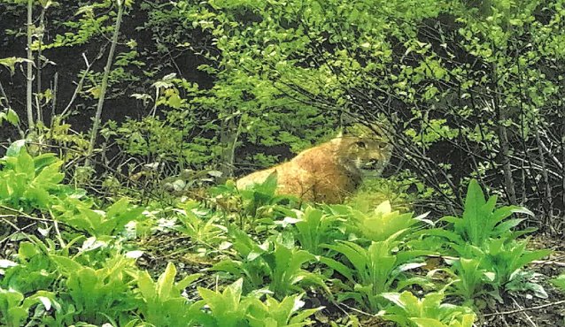 Bild: Luchs am Gr&uuml;nen Band
