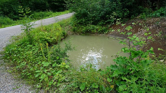Bild: Mit Regenwasser gef&uuml;llte Kleingew&auml;sser entlang von Forstwegen zeigen, dass die Waldniederschlagsbilanz aus Sicht der Forstleute und Waldbesitzenden befriedigend ist
