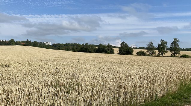 Bild: Feld bei Nordhausen
