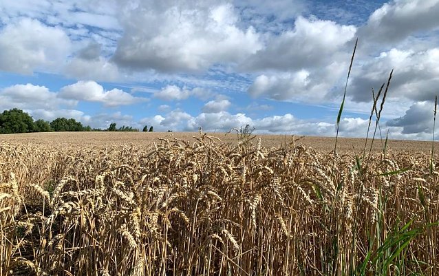 Bild: Getreidefeld bei Nordhausen