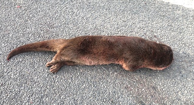 Bild: Fischotter bei Gro&szlig;furra vom Auto erfasst