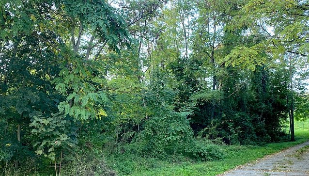 Bild: Gr&uuml;nfl&auml;chenerhalt in Bad Frankenhausen