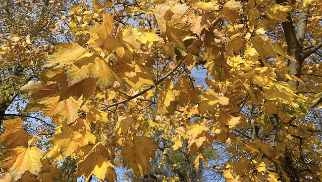Bild: Noch ist das Herbstlaub auf den B&auml;umen