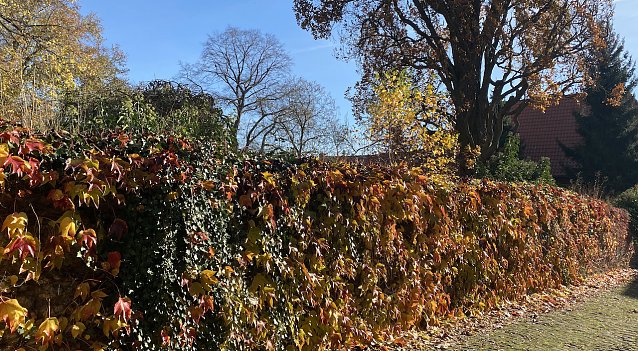 Bild: Herbstsonne auf bunten Bl&auml;ttern