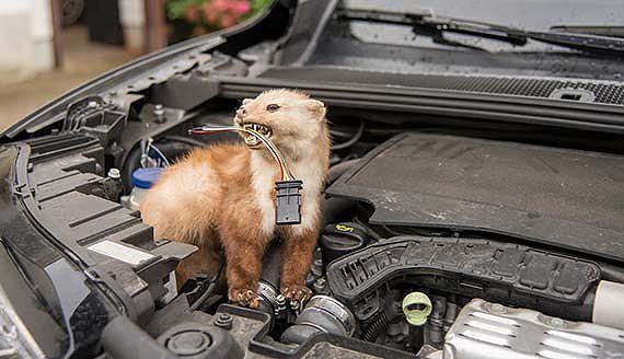 Bild: Unangenehmer Besucher unter der Motorhaube