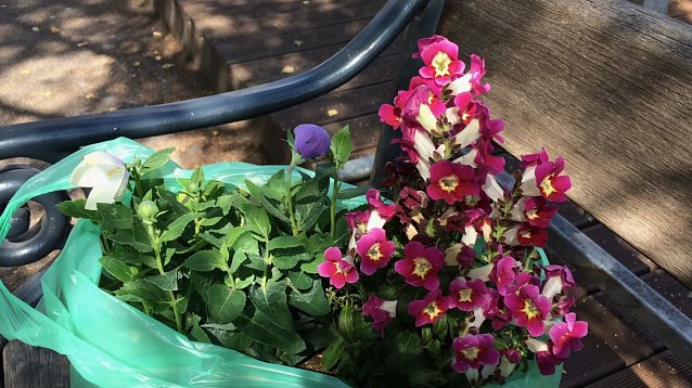 Bild: Blumenmarkt am 1. Mai