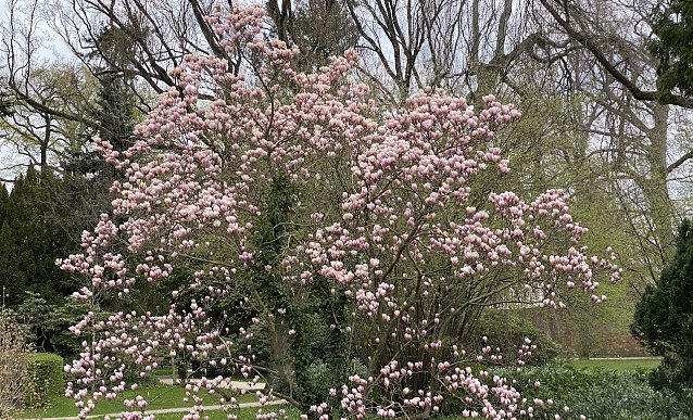 Bild: Magnolienbaum