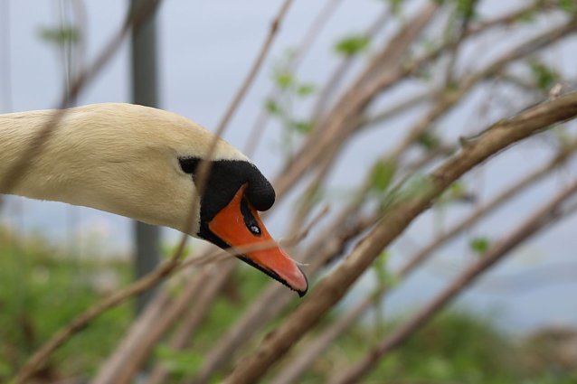 Bild: Wachsamer H&ouml;ckerschwan bewacht sein Gelege