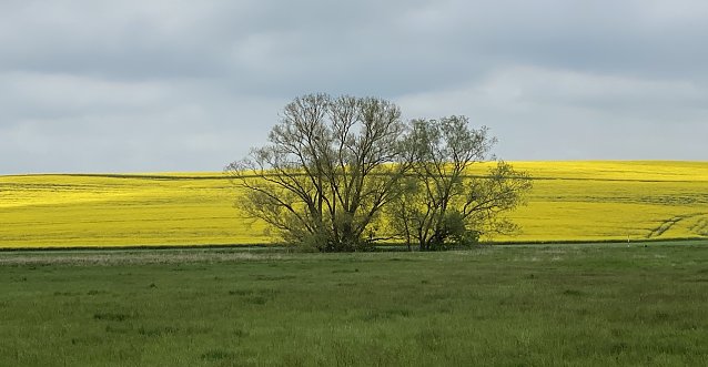 Bild: Rapsfeld bei Merxleben