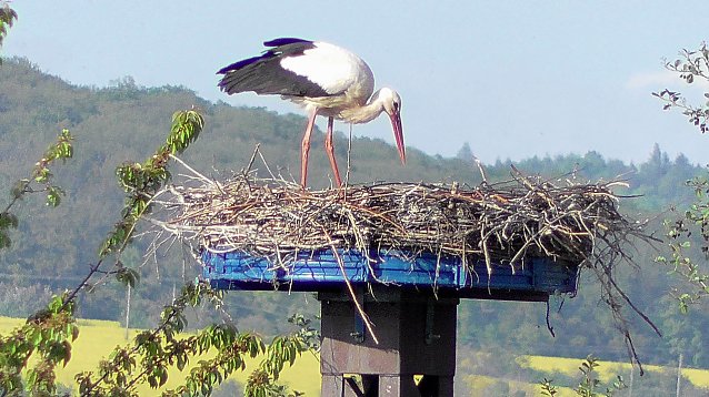 Bild: Ein Storchenpaar br&uuml;tet am Stausee in Kelbra