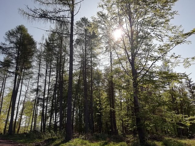 Bild: Auch auf  dem Berge gr&uuml;net Hoffnungsgl&uuml;ck - das Wetter zeigt sich in Sophienhof heute von seiner sch&ouml;nen Seite