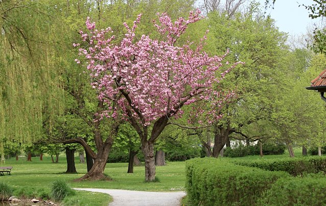 Bild: Wandeln im fr&uuml;hlingshaften Sondersh&auml;user Schlosspark