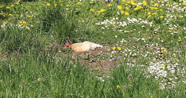 Bild: Siesta in einer Erdkuhle