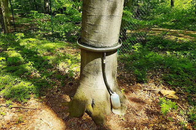 Bild: Einfache Versuchsaufbauten in den Waldmessstationen, wie diese Regenwassererfassung am Stamm, k&ouml;nnen auch durch Kinder verstanden, betrieben und die Ergebnisse ausgewertet werden. 
