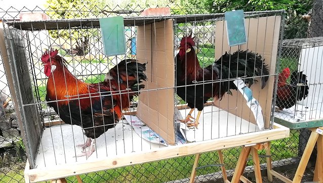 Bild: "Kr&auml;hwettbewerb in Etzleben"