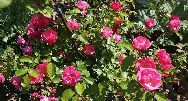 Bild: Rosen bei Leipolds im Garten