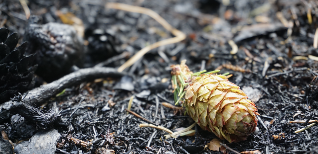 Bild: Der Klimawandel und seine vielf&auml;ltigen Folgen l&auml;sst die Waldbrandgefahr im Freistaat steigen. Die Th&uuml;ringenForst-A&ouml;R hat Vorsorge getroffen