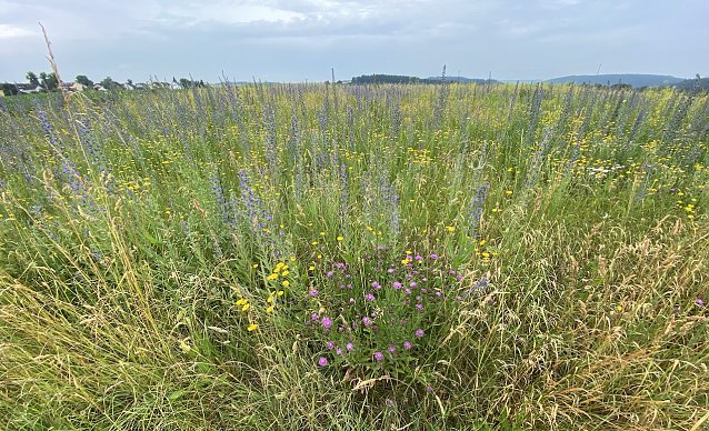 Bild: Sommerwiese