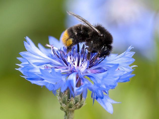 Bild: Die Steinhummel ist im Sommer schwer besch&auml;ftigt