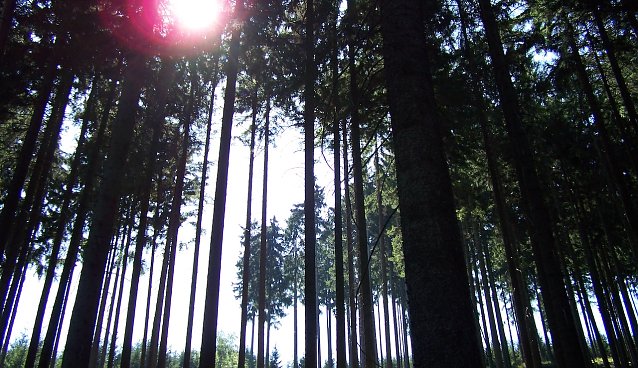 Bild: Wer Schutz vor dem Sonnenlicht im Wald sucht, ist auf dem richtigen Weg. Aber ein schattenspendendes Kronendach ist auch nur beschr&auml;nkt ein UV-Filter. 