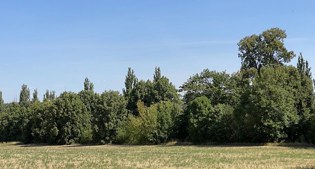 Bild: Sommerliche Landschaft