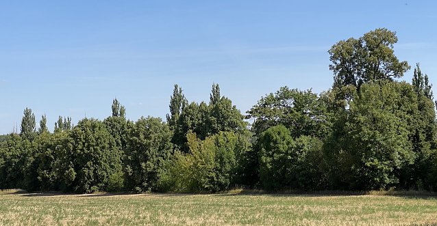 Bild: Es wird wieder trocken und warm