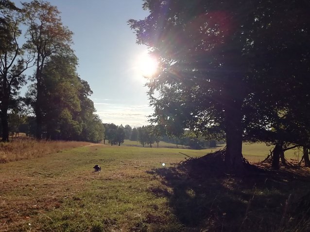 Bild: In Sophienhof zeigte sich heute morgen noch einmal der Sommer von seiner sch&ouml;nsten Seite